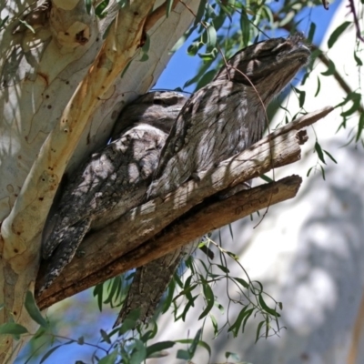 Podargus strigoides (Tawny Frogmouth) at Acton, ACT - 20 Mar 2020 by RodDeb