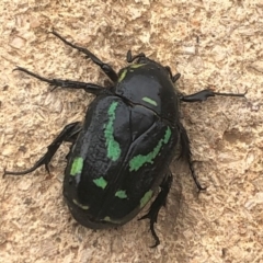 Chlorobapta frontalis (A flower scarab) at Sutton, NSW - 18 Feb 2020 by Whirlwind