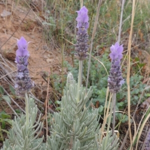 Lavandula stoechas at Coombs, ACT - 2 Mar 2020