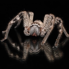 Neosparassus calligaster at Evatt, ACT - 20 Mar 2020