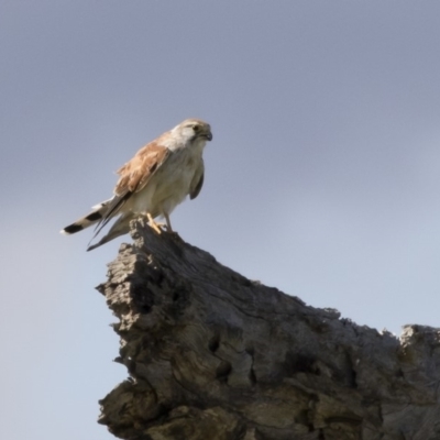 Falco cenchroides (Nankeen Kestrel) at Michelago, NSW - 9 Mar 2020 by Illilanga