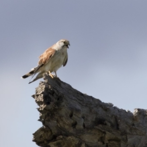 Falco cenchroides at Michelago, NSW - 9 Mar 2020 03:01 PM