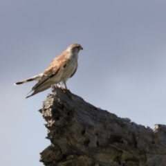 Falco cenchroides at Michelago, NSW - 9 Mar 2020 03:01 PM