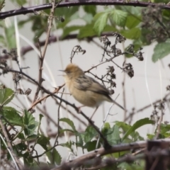 Cisticola exilis (Golden-headed Cisticola) at Michelago, NSW - 3 Nov 2018 by Illilanga