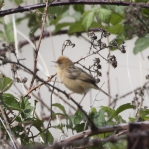 Cisticola exilis at Michelago, NSW - 4 Nov 2018 09:50 AM