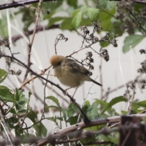 Cisticola exilis at Michelago, NSW - 4 Nov 2018 09:50 AM