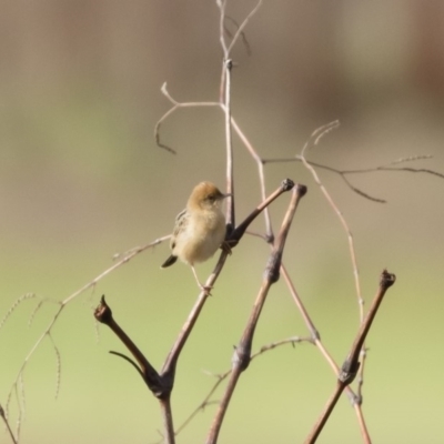 Cisticola exilis (Golden-headed Cisticola) at Illilanga & Baroona - 4 Nov 2019 by Illilanga