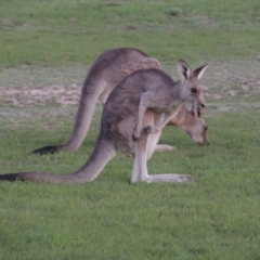 Macropus giganteus (Eastern Grey Kangaroo) at Forde, ACT - 15 Mar 2020 by MichaelBedingfield