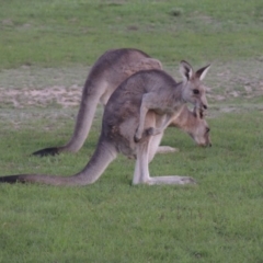 Macropus giganteus (Eastern Grey Kangaroo) at Mulligans Flat - 15 Mar 2020 by michaelb