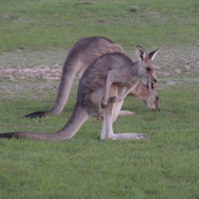Macropus giganteus (Eastern Grey Kangaroo) at Forde, ACT - 15 Mar 2020 by michaelb