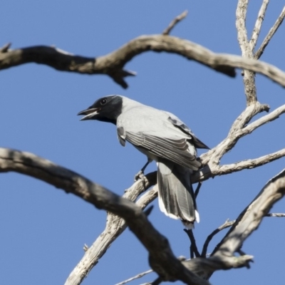 Coracina novaehollandiae (Black-faced Cuckooshrike) at Illilanga & Baroona - 21 Oct 2019 by Illilanga