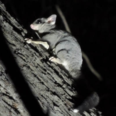 Petaurus notatus (Krefft’s Glider, Sugar Glider) at Mulligans Flat - 15 Mar 2020 by michaelb