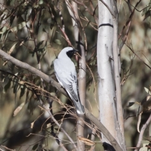 Coracina novaehollandiae at Michelago, NSW - 14 Sep 2019 08:44 AM