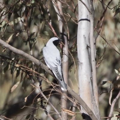 Coracina novaehollandiae (Black-faced Cuckooshrike) at Michelago, NSW - 14 Sep 2019 by Illilanga