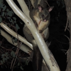 Trichosurus vulpecula (Common Brushtail Possum) at Amaroo, ACT - 15 Mar 2020 by michaelb