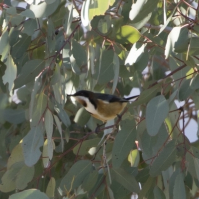 Acanthorhynchus tenuirostris (Eastern Spinebill) at Michelago, NSW - 2 Aug 2019 by Illilanga