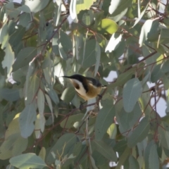 Acanthorhynchus tenuirostris at Michelago, NSW - 2 Aug 2019