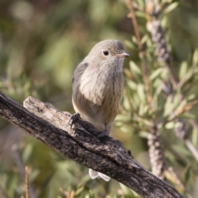 Pachycephala rufiventris (Rufous Whistler) at Michelago, NSW - 9 Mar 2020 by Illilanga