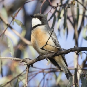 Pachycephala rufiventris at Michelago, NSW - 22 Oct 2019