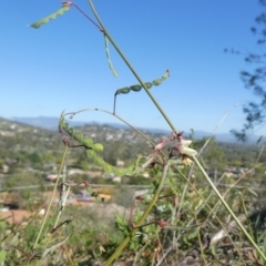 Grona varians (Slender Tick-Trefoil) at Tuggeranong Hill - 21 Mar 2020 by Owen