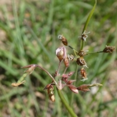 Grona varians (Slender Tick-Trefoil) at Tuggeranong Hill - 18 Mar 2020 by Owen