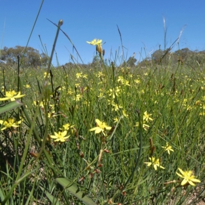 Tricoryne elatior (Yellow Rush Lily) at Theodore, ACT - 17 Mar 2020 by Owen