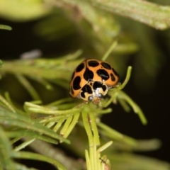 Harmonia conformis (Common Spotted Ladybird) at Bruce, ACT - 2 Nov 2017 by Bron