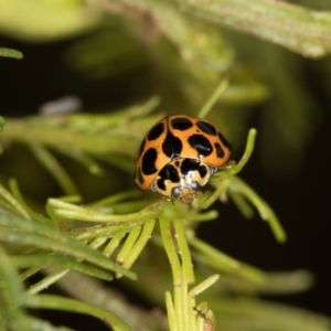 Harmonia conformis at Bruce, ACT - 2 Nov 2017