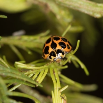 Harmonia conformis (Common Spotted Ladybird) at Bruce, ACT - 2 Nov 2017 by Bron