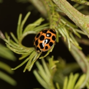 Harmonia conformis at Bruce, ACT - 2 Nov 2017