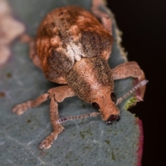 Gonipterus sp. (genus) at Bruce, ACT - 2 Nov 2017 01:40 PM