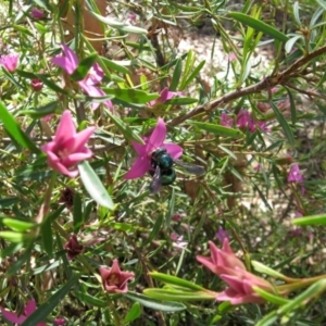 Xylocopa (Lestis) aerata at Acton, ACT - 22 Mar 2020