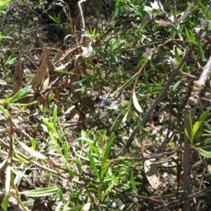 Xylocopa (Lestis) aerata at Acton, ACT - 22 Mar 2020