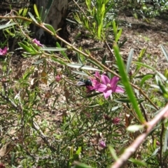 Xylocopa (Lestis) aerata at Acton, ACT - 22 Mar 2020