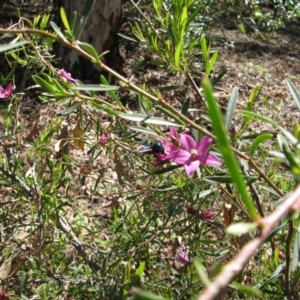 Xylocopa (Lestis) aerata at Acton, ACT - 22 Mar 2020