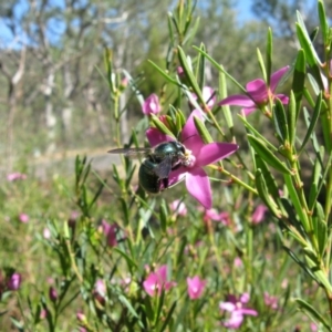 Xylocopa (Lestis) aerata at Acton, ACT - 22 Mar 2020 12:50 PM