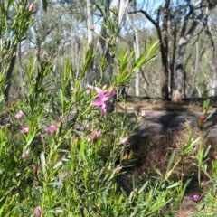 Xylocopa (Lestis) aerata at Acton, ACT - 22 Mar 2020 12:50 PM