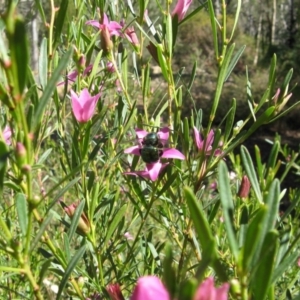 Xylocopa (Lestis) aerata at Acton, ACT - 22 Mar 2020 12:50 PM