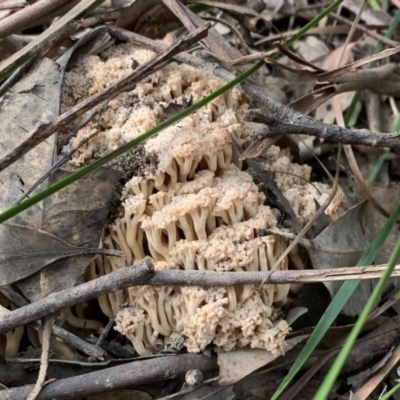 Ramaria capitata var. capitata (Pale cauliflower coral) at Quaama, NSW - 22 Mar 2020 by FionaG