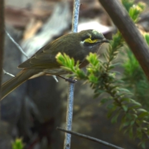 Caligavis chrysops at Greenleigh, NSW - 22 Mar 2020