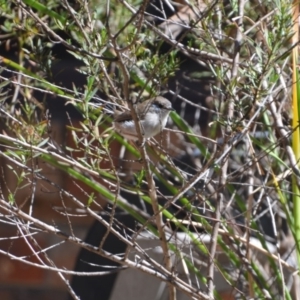 Malurus cyaneus at Greenleigh, NSW - 22 Mar 2020