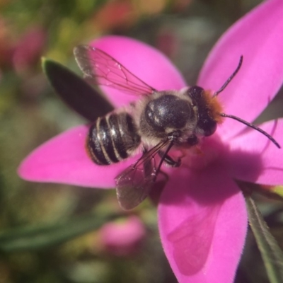 Megachile (Eutricharaea) maculariformis (Gold-tipped leafcutter bee) at Acton, ACT - 22 Mar 2020 by PeterA