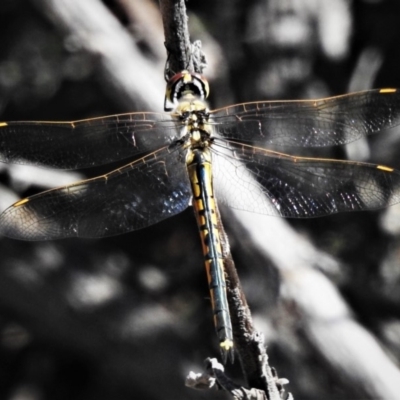 Hemicordulia tau (Tau Emerald) at Tuggeranong DC, ACT - 22 Mar 2020 by JohnBundock