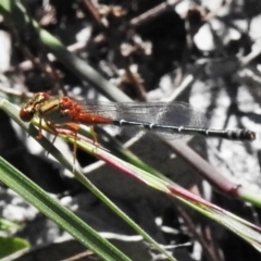 Xanthagrion erythroneurum (Red & Blue Damsel) at Farrer Ridge - 22 Mar 2020 by JohnBundock