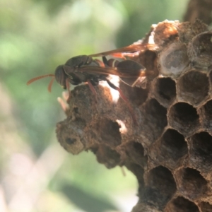 Polistes (Polistella) humilis at Acton, ACT - 22 Mar 2020 01:37 PM