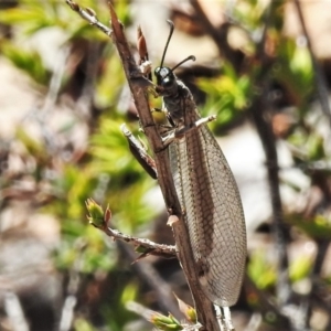 Myrmeleontidae (family) at Tuggeranong DC, ACT - 22 Mar 2020 12:42 PM