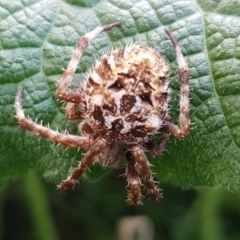 Backobourkia (genus) (An orb weaver) at Holt, ACT - 21 Mar 2020 by trevorpreston