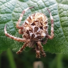 Backobourkia sp. (genus) (An orb weaver) at Holt, ACT - 21 Mar 2020 by tpreston