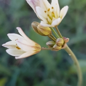 Nothoscordum borbonicum at Molonglo River Reserve - 22 Mar 2020