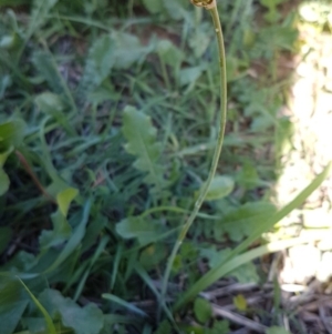 Nothoscordum borbonicum at Molonglo River Reserve - 22 Mar 2020